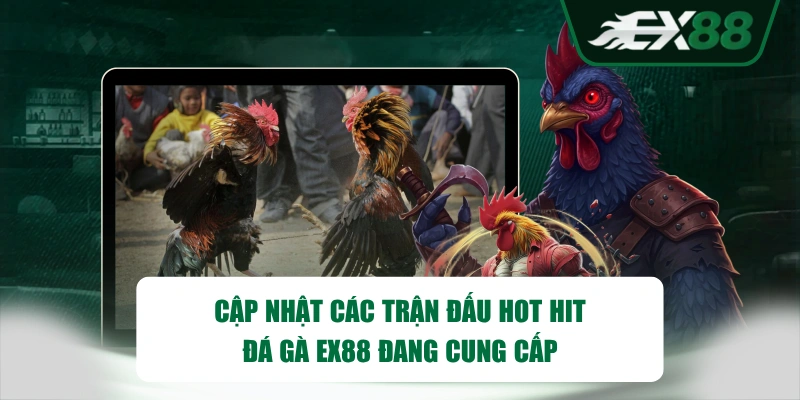 Cập nhật các trận đấu hot hit đá gà EX88 đang cung cấp
