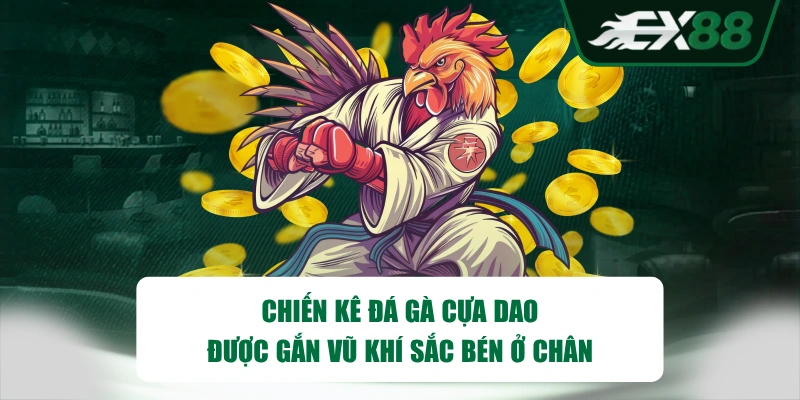 Chiến kê đá gà cựa dao được gắn vũ khí sắc bén ở chân