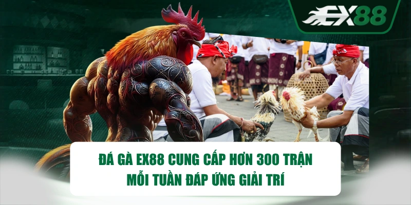Đá gà EX88 cung cấp hơn 300 trận mỗi tuần đáp ứng giải trí