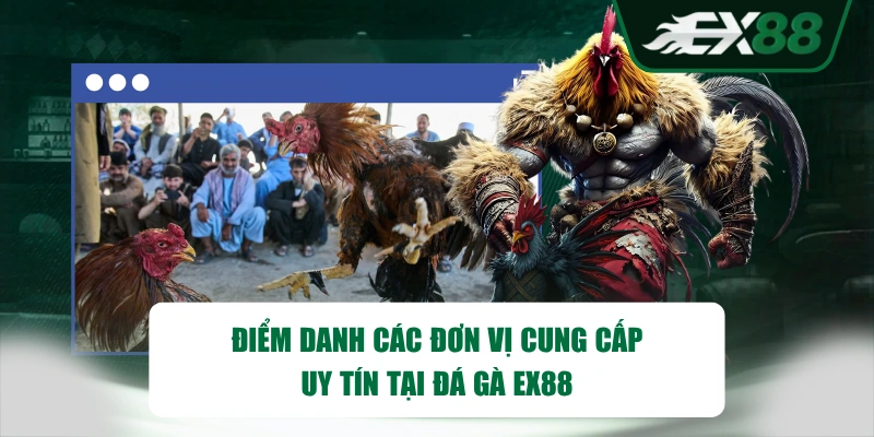 Điểm danh các đơn vị cung cấp uy tín tại đá gà EX88